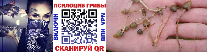 Галлюциногенные грибы мицелий  mega зеркало  Кореновск 